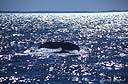 088Whale Hervey bay.jpg